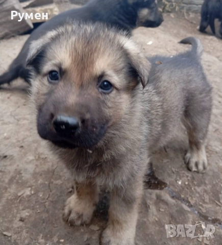 Чехословашки вълчак източно-европейска овчарка, снимка 8 - Други - 52428428