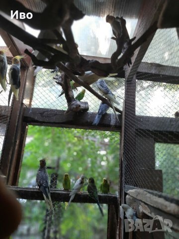 Канарчета,амадини, корели и вълнисти папагали , снимка 17 - Амадини - 29313170