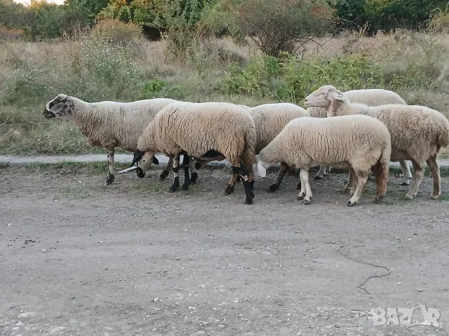 Свободни овце и коч, снимка 4 - Овце - 56132577