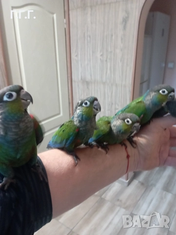 Бебета Пирура перлата, снимка 2 - Папагали - 54287719