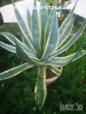 Столетници 2бр 20 годишни, снимка 9 - Градински цветя и растения - 50507444