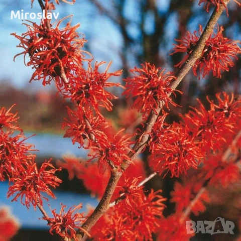 Вещерско дърво-(Магически лешник ), снимка 6 - Градински цветя и растения - 54305629