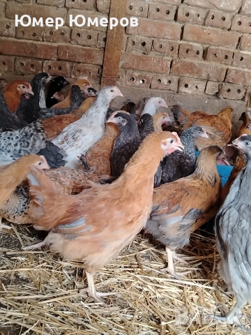 Продавам Млади Ярки , снимка 3 - Кокошки и пуйки - 54243744
