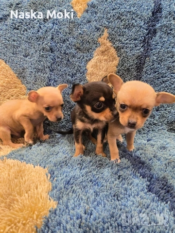 мини чихо пинчери , снимка 2 - Пинчер - 53245339