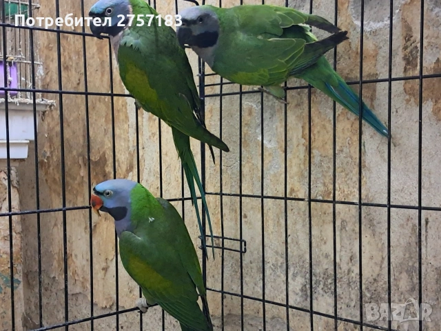 продавам китаиски алксандри женска 2023 г и 2025 мъжки 2024 г, снимка 3 - Папагали - 53991984