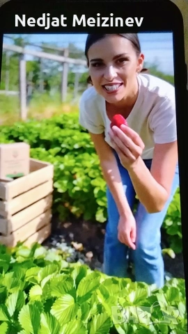 Ягоди в саксая, снимка 2 - Градински цветя и растения - 54190234