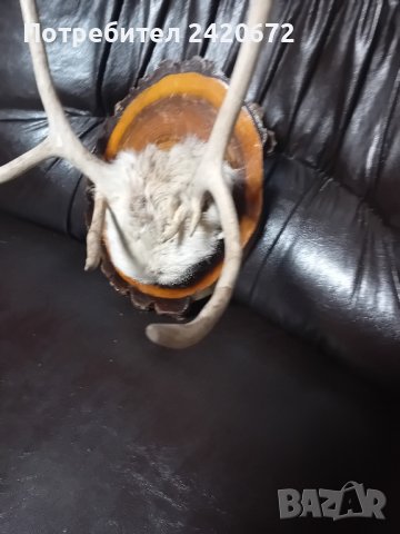 рога на  северен  елен, снимка 3 - Декорация за дома - 42923614