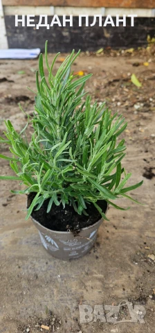 Лавандула , снимка 3 - Градински цветя и растения - 51047399