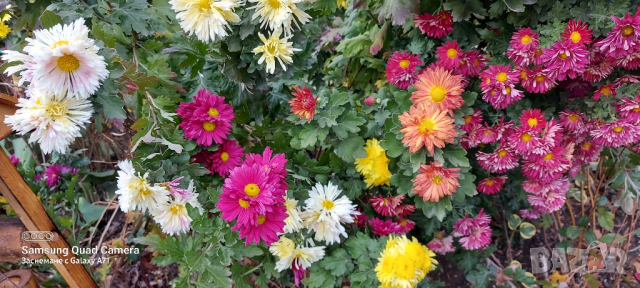 Продавам различни видове хризантеми , снимка 9 - Градински цветя и растения - 44752282