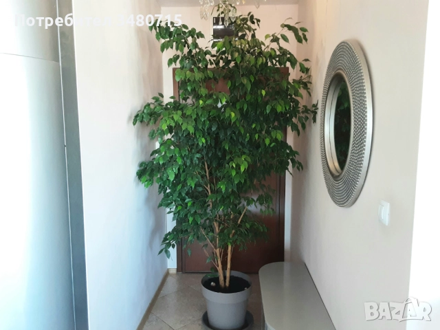 Фикус Бенджамин, 220 см.