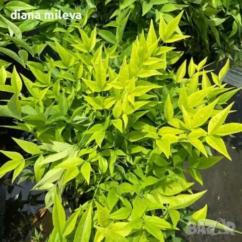 Нандина Магически Лимон и Лайм,  Nandina domestica 'Magical Lemon Lime', снимка 1
