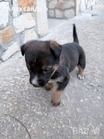 Подарявам мъжко кученце на около месец, снимка 7 - Други - 54114271