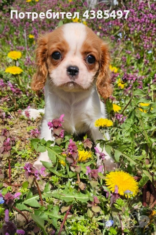 Момиче кавалер Кинг Чарлз Шпаньол