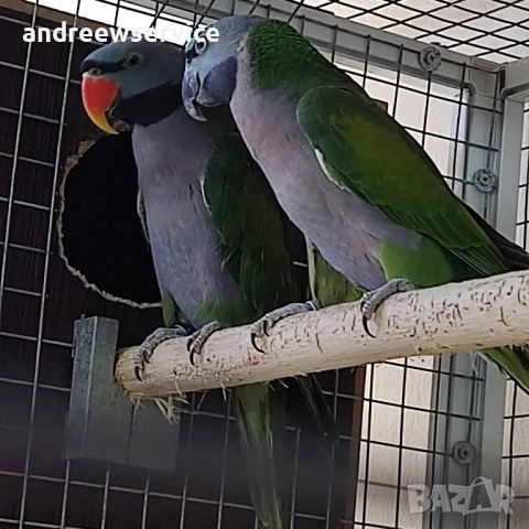 Китайски Александър чифт 