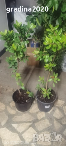 Ягодово дърво - Арбутус, снимка 13 - Градински цветя и растения - 27448713