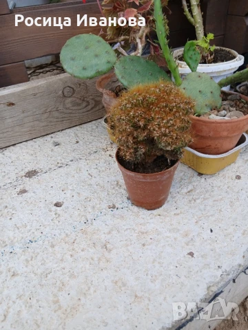 Кактуси и сукуленти, снимка 4 - Стайни растения - 36410333