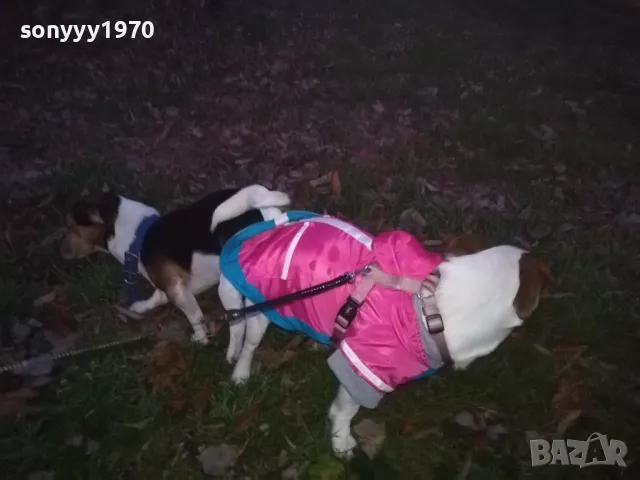 джак и новата му любов сара 2812241805, снимка 9 - Джак ръсел териер - 48482381