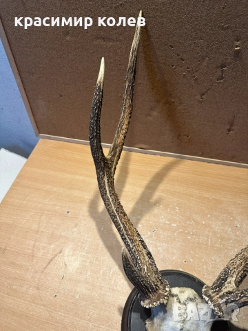 ловен трофей /рога/47 см., снимка 2 - Антикварни и старинни предмети - 52591928