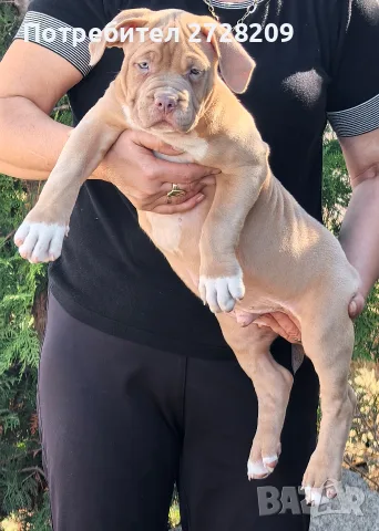 Американско Були Хл/American Bully XL , снимка 6 - Питбул - 55891222