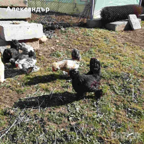 Струмски Бантам, снимка 6 - други­ - 49025276