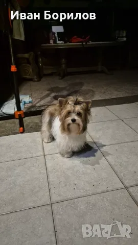 Biewer terrier Sofia , снимка 5 - Йоркширски териер - 53742812