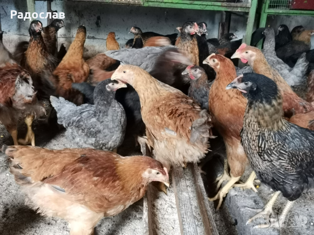 Ярки шарени селски домашни за яйца и месо, кокошки Носачки, петли , снимка 2 - Кокошки и пуйки - 41425416