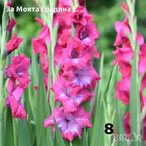 Гладиоли , снимка 8 - Градински цветя и растения - 49762560