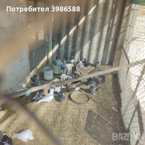 Гълъби, гълъби гълъби , снимка 2 - Гълъби - 55998496