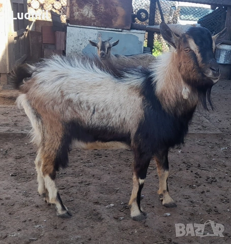 Продавам Камерунски яренца и козички, снимка 4 - Други животни - 54317447