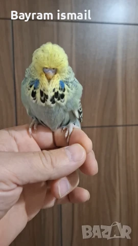 Ръчно хранен социален изложбен вълнист папагал   ръчно хранени, снимка 2 - Папагали - 42675098