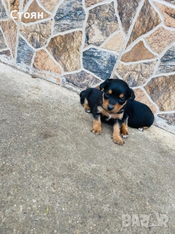 Пинчери , снимка 2 - Пинчер - 54004065