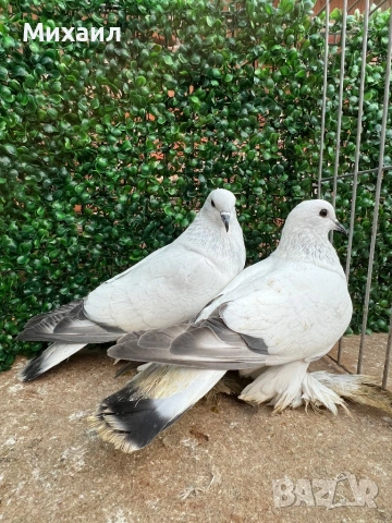 Саксонски Леден гълъб, снимка 2 - Гълъби - 53406636