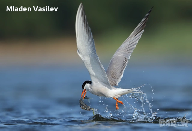 Дигитални авторски фотографии на природа(птици, бозайници, пеперуди, влечуги, земноводни и др.), снимка 4 - Други - 53943304