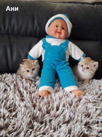  Златни Британски Сладурчета , снимка 4 - Британска късокосместа - 52584679