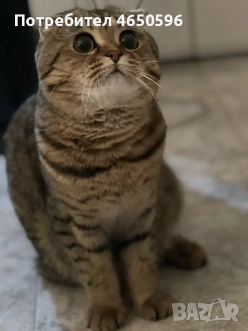 Британски котета , снимка 5 - Други - 52580104