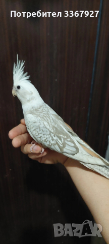 Ръчно хранени Корели , снимка 2 - Папагали - 54318649