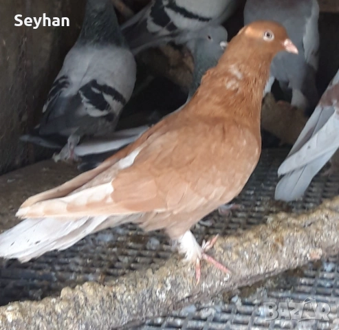 Гълъби , снимка 3 - Гълъби - 53102034
