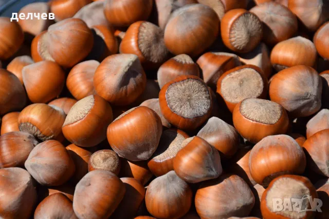 Продавам лешници на черупка