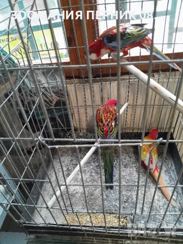 Розела , снимка 7 - Папагали - 50042742