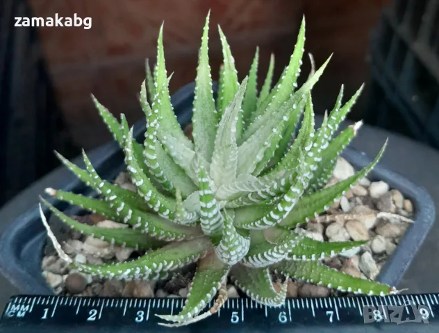 Хавортия (HAWORTHIA attenuata white variegata), сукулентно растение