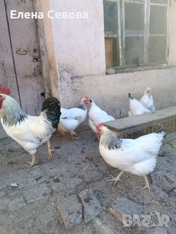 Яйца за люпене от светъл съсекс , снимка 2 - Кокошки и пуйки - 52389031