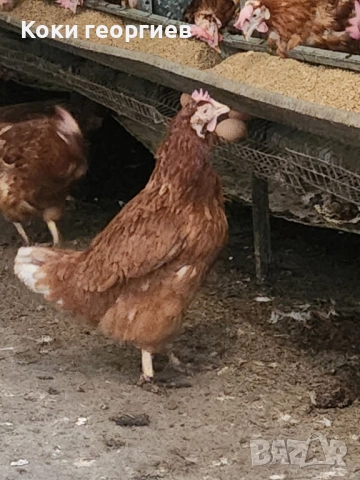 продавам кокошки носачки ломан Браун за яйца 