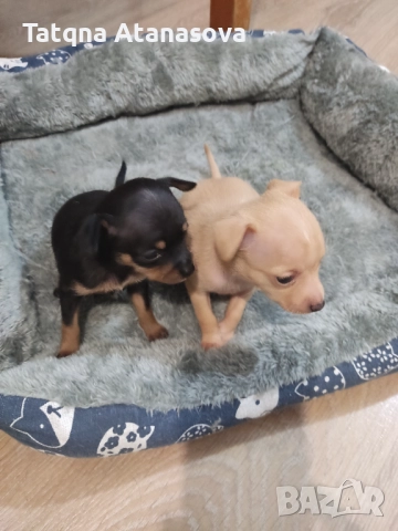 Продавам пинчери , снимка 1