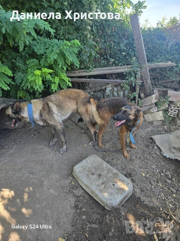 Бебета Белгийска овчарка , снимка 9 - Белгийска овчарка - 53119072