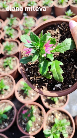 Скаевола - лилава, бяла и розова!!, снимка 16 - Градински цветя и растения - 54161547