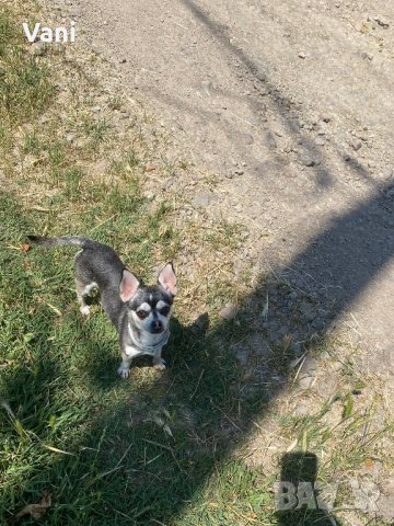 Чихуахуа за разплод , мини Чихуахуа, снимка 11 - Чихуахуа - 38398987