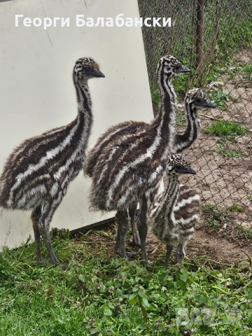 Продавам Ему, снимка 2 - Други - 54219393