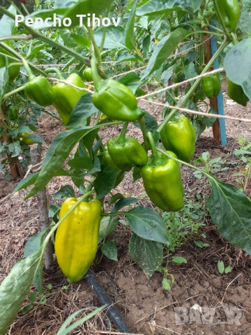 Продавам парцел в регулация и зем. земя в с. Враниловци., снимка 7 - Парцели - 51936556