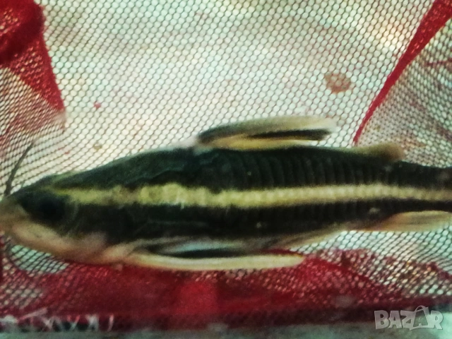 Продавам голями сомове Платидоруси и Синудонтуси