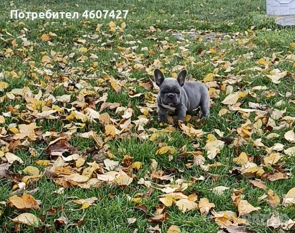 Френски булдог, снимка 6 - Френски булдог - 52350925